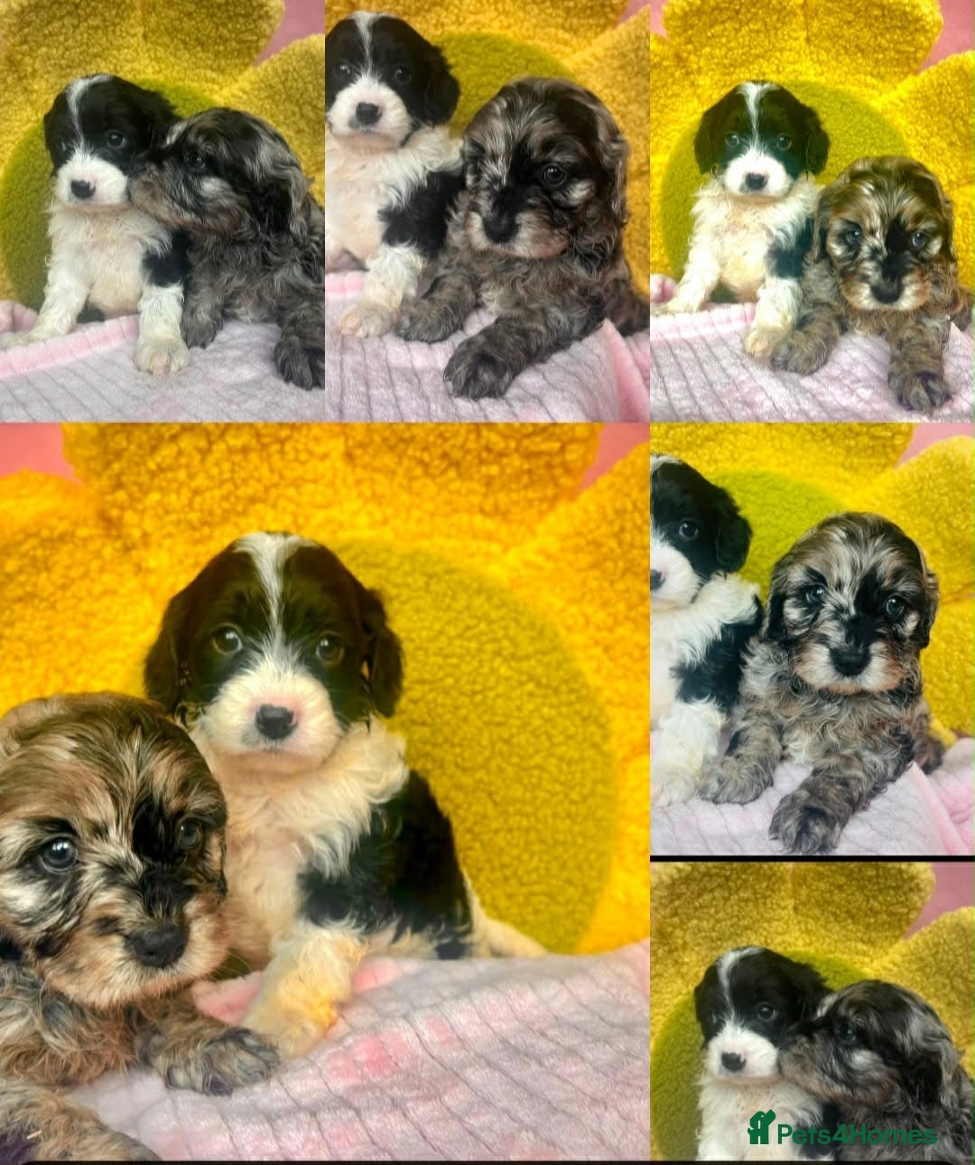 Cavapoo dogs 🥰F1 cavapoo  puppies 🥰 - Advert 1