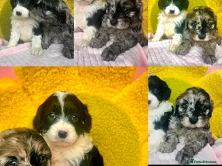 Cavapoo dogs 🥰F1 cavapoo puppies 🥰 - Advert 1