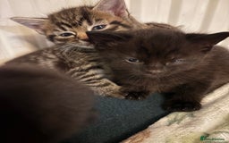 British Shorthair cats for sale: 4 lovely little kittens  - Advert 7