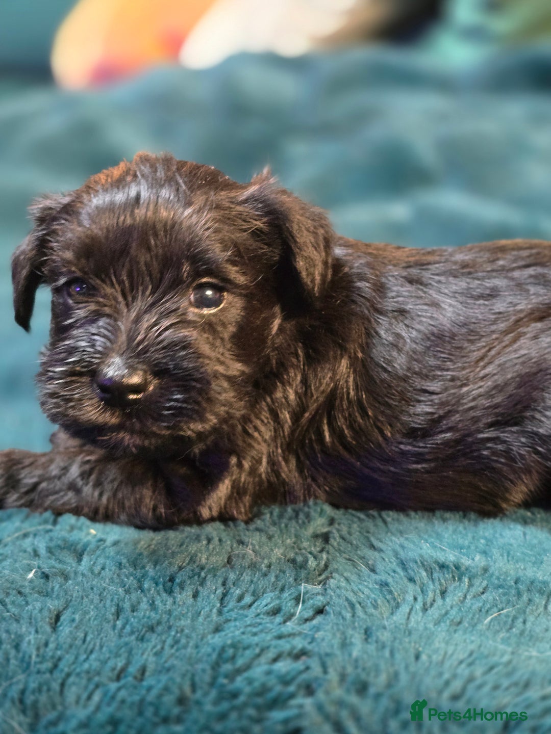 Miniature Schnauzer dogs for sale: 3 puppys left -KC - Miniature Schnauzer Puppies - Image 34