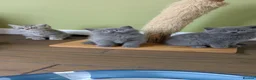 Scottish Fold cats for sale: Beautiful pedigree Scottish Straight kittens  - Advert 7