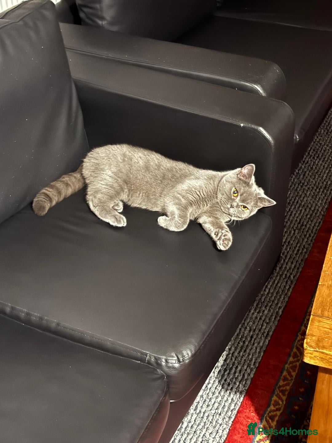 British Shorthair cats for sale: 2 beautiful British shorthairs for sale  - Advert 4