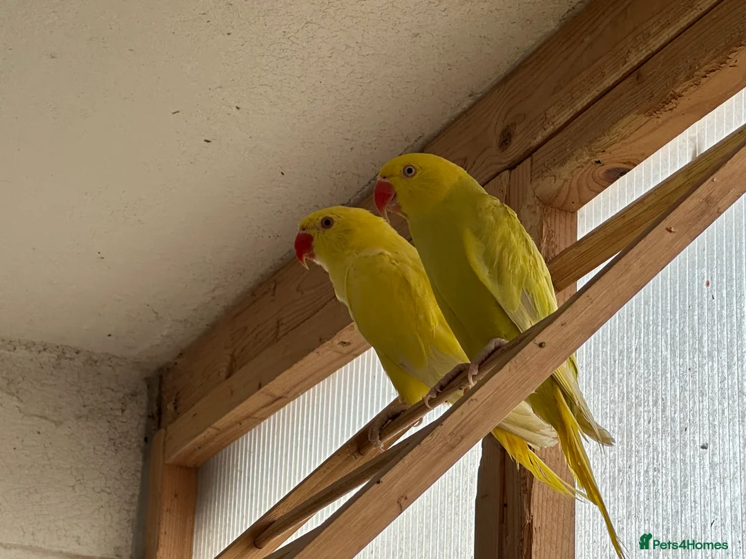 Ringnecks birds for sale: Yellow Ringneck and pineapple conure - Advert 1