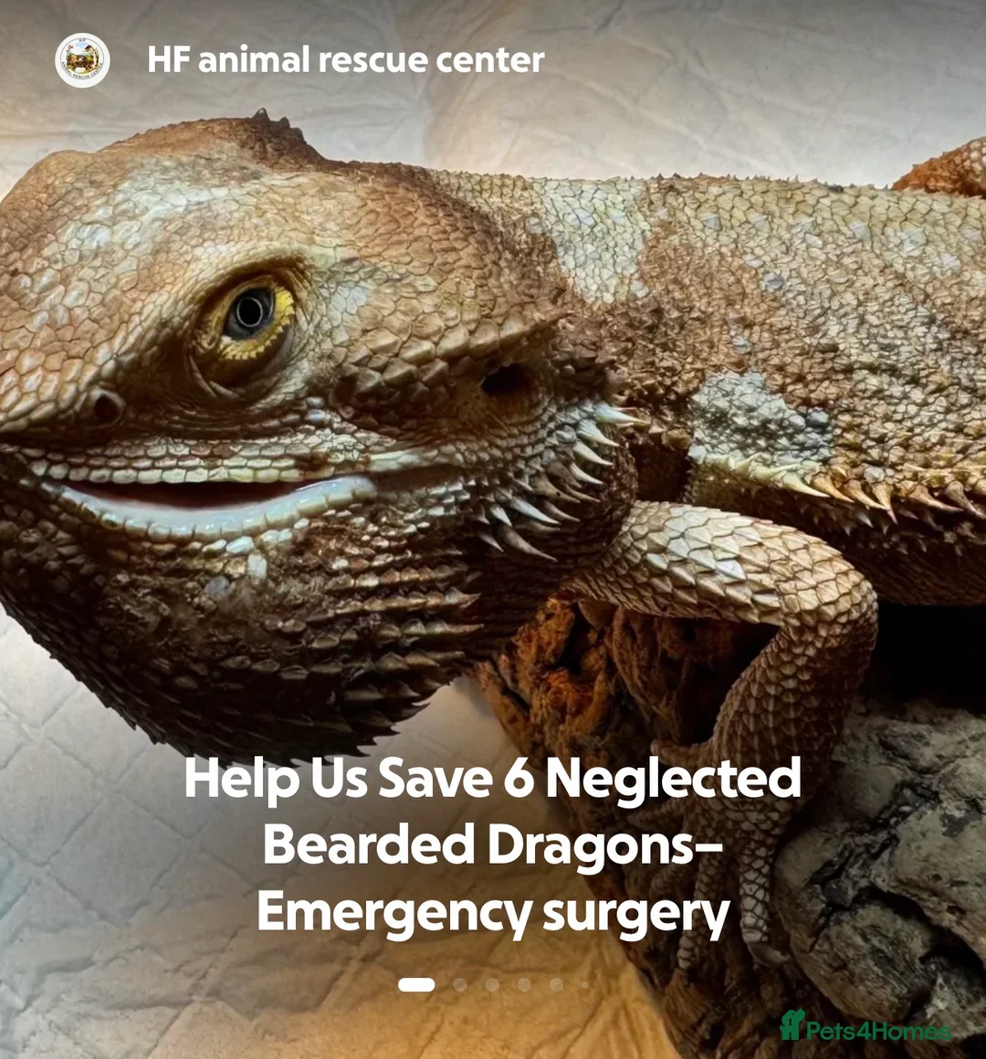 Bearded Dragon reptiles for sale: https://gofund.me/a7b816115 - Advert 1