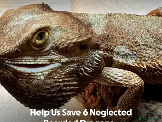 Bearded Dragon reptiles https://gofund.me/a7b816115 - Advert 4