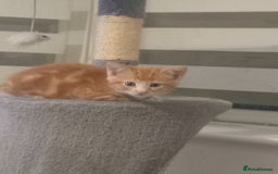 Mixed Breed cats for sale: 3 bengal half tabby.And 4 tabby half ragdol.  - Image 16