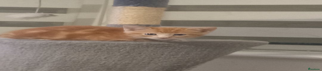 Mixed Breed Kitten 2