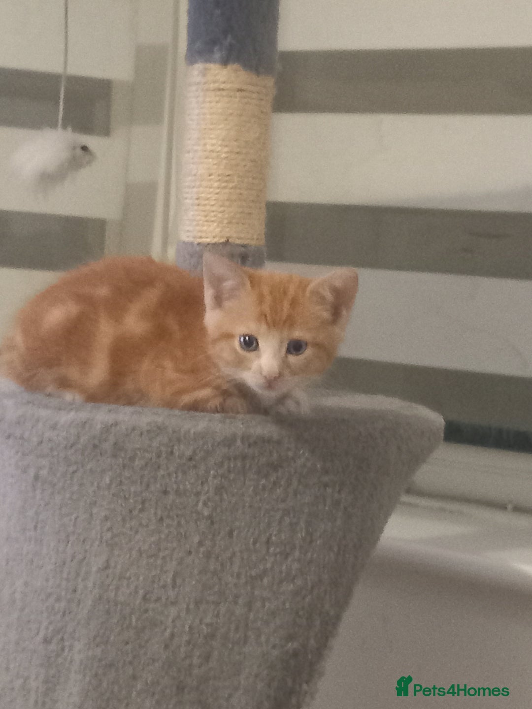 Mixed Breed cats for sale: 3 bengal half tabby.And 4 tabby half ragdol.  - Image 16