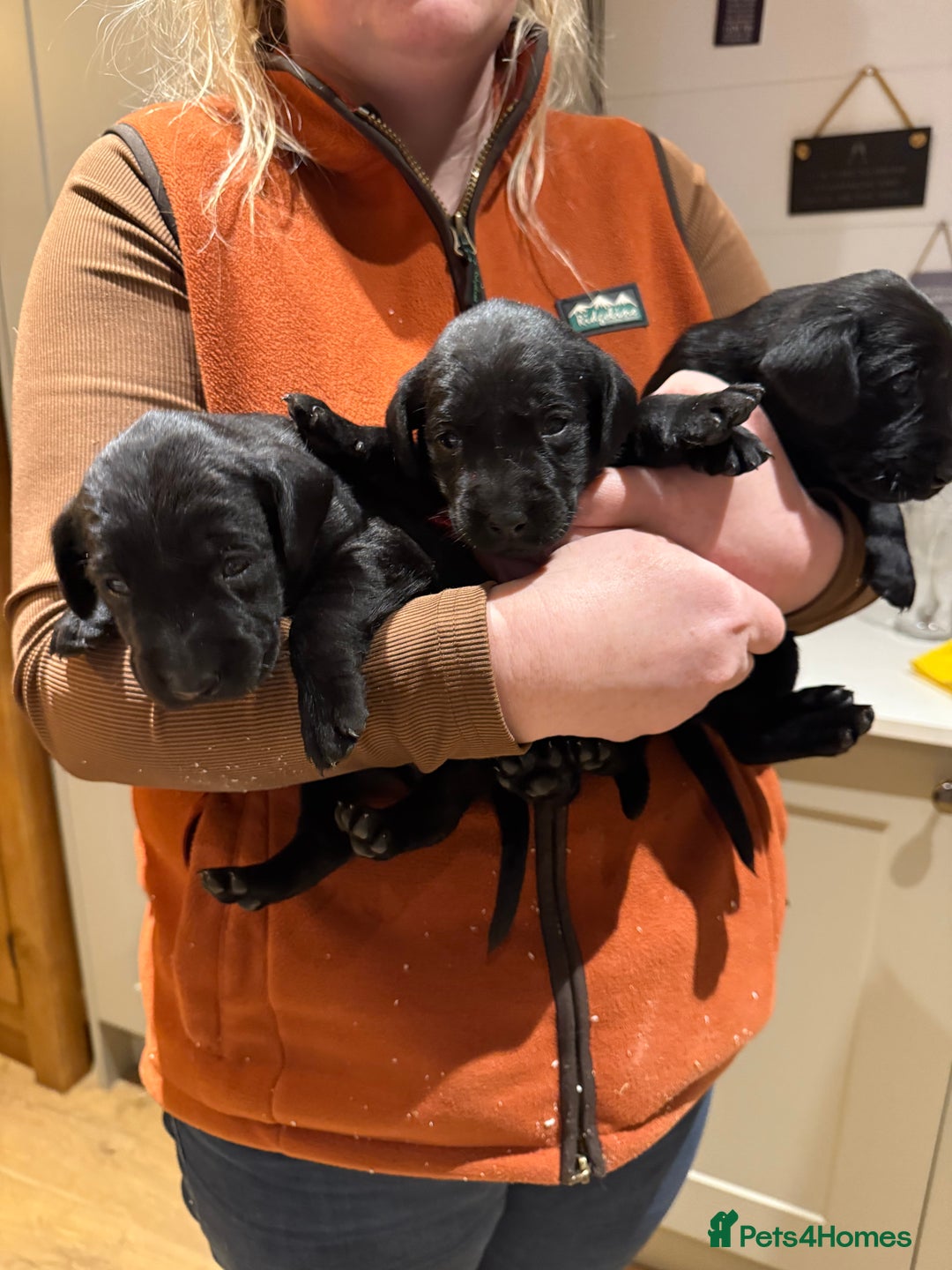 Labrador Retriever dogs for sale: Kc Labrador pups  - Advert 6