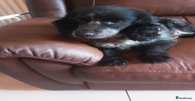 Cockapoo dogs 2 Cockapoo girls fully vaccinated - Advert 13