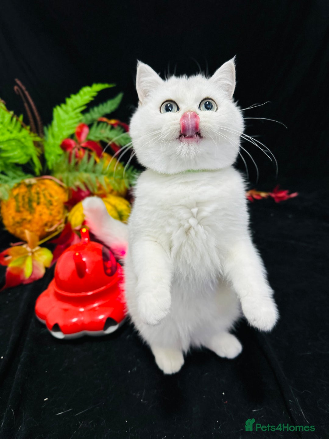 British Shorthair cats for sale: Tica British short hair kittens  - Image 20