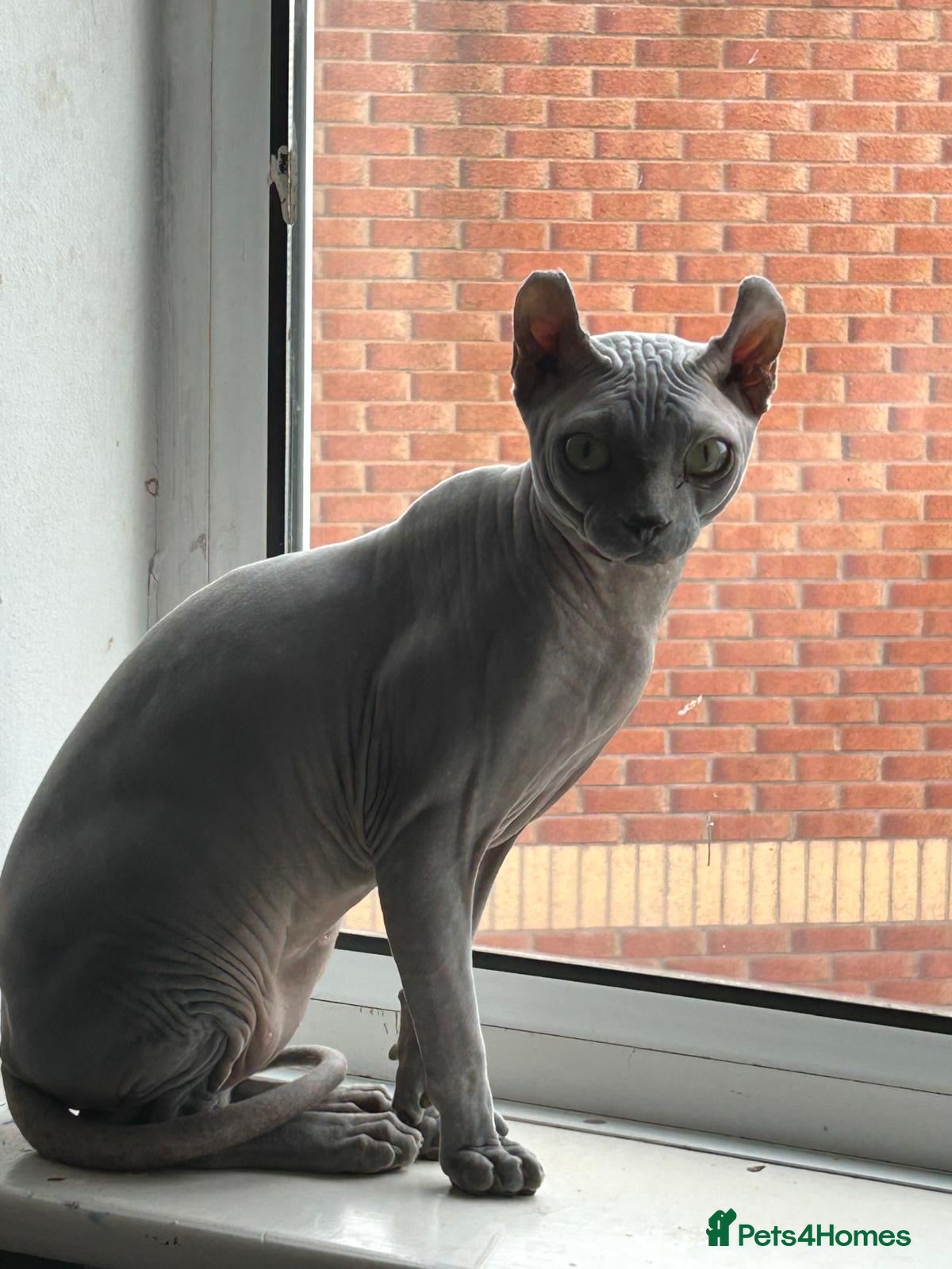Sphynx cats Proven Blue Male Available for Stud - Advert 2