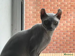 Sphynx cats Proven Blue Male Available for Stud - Advert 2