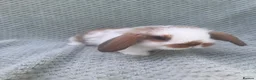 Mini Lop rabbits for sale: Wonderful mini lop kits  - Advert 13
