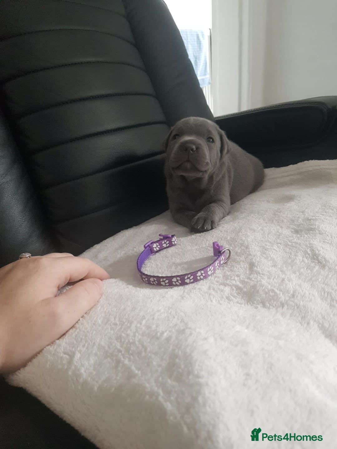 Staffordshire Bull Terrier dogs for sale: Beautiffull KC Staffordshire bull terrier  pups. - Image 13