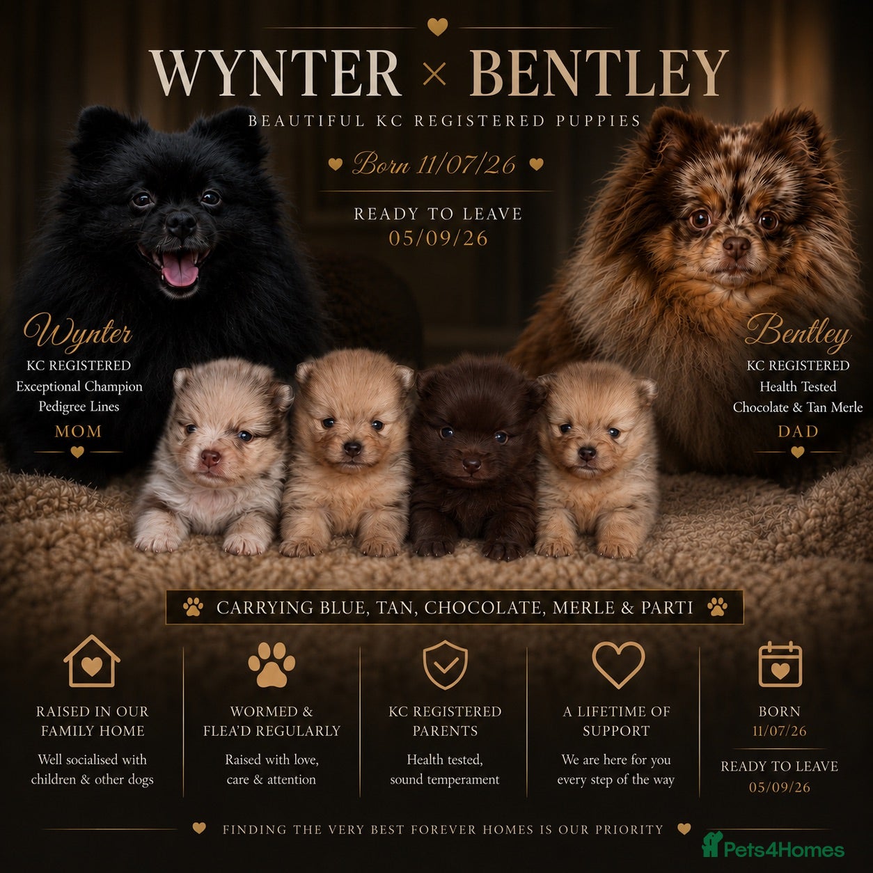 Pomeranian dogs CHAMPION LINES KC POMERANIAN PUPPIES  - Advert 11