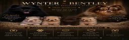 Pomeranian dogs for sale: CHAMPION LINES KC POMERANIAN PUPPIES  - Advert 15