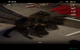 British Shorthair cats for sale: two female kittens  - Image 1