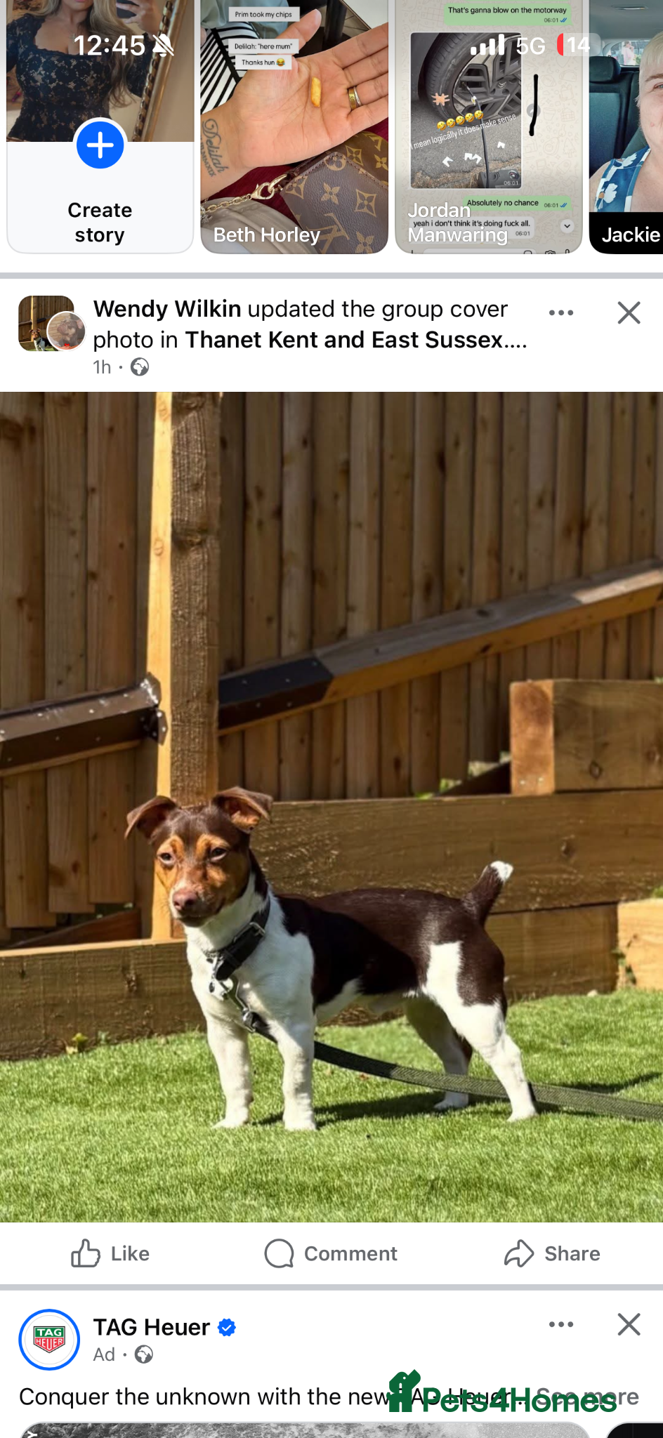 Jack Russell dogs for stud: Jack Russell active KC registered stud - Advert 2