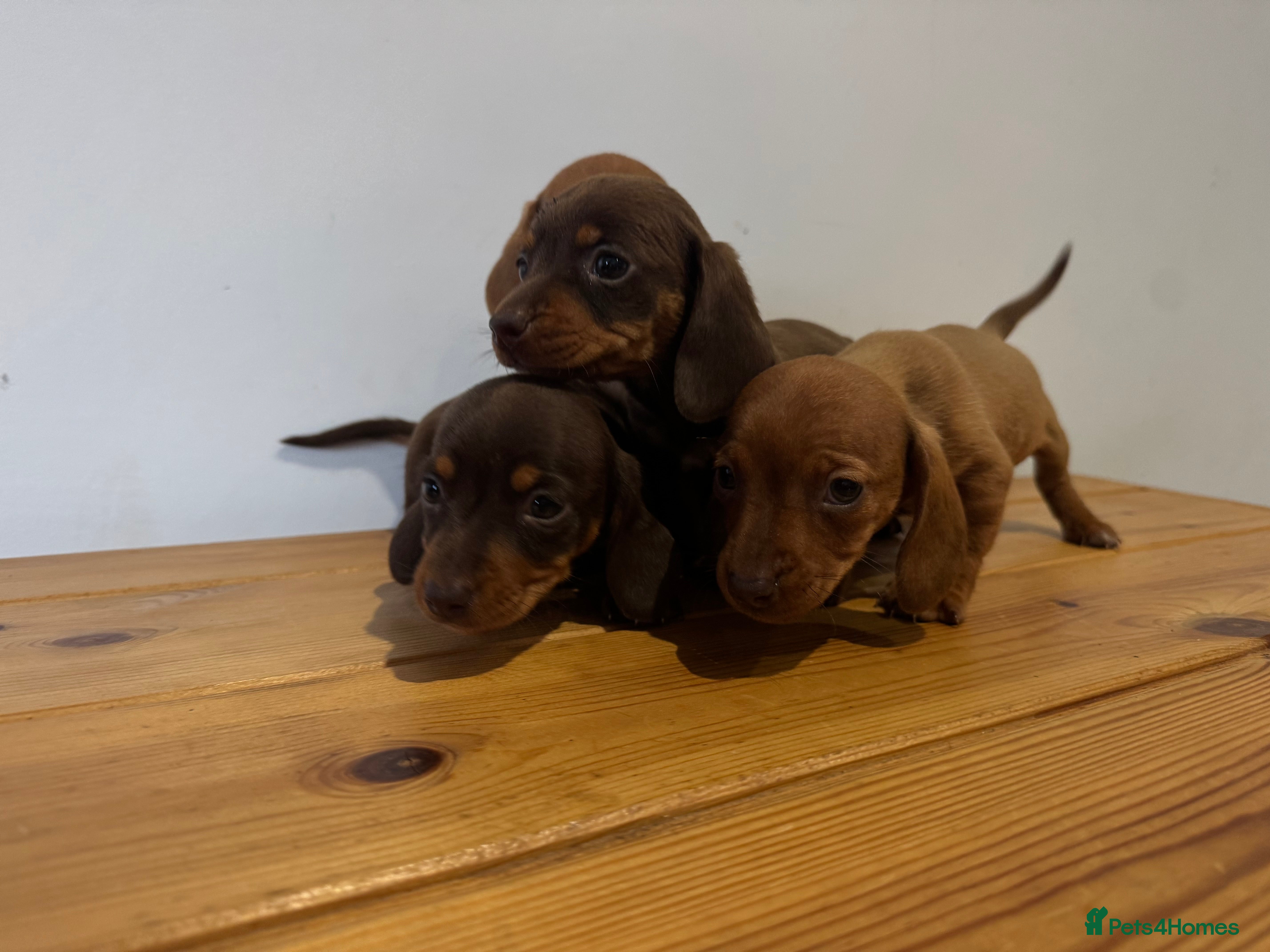 Miniature Dachshund dogs 4 gorgeous miniature dashaund puppies  - Advert 5