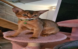 Abyssinian cats for sale: Abisinian kittens  - Image 4