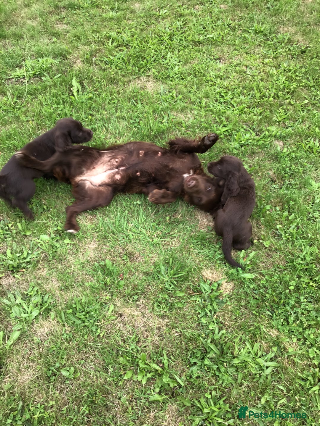 Cocker Spaniel dogs for sale: Stunning Cocker Spaniel girls, working lines. - Image 7