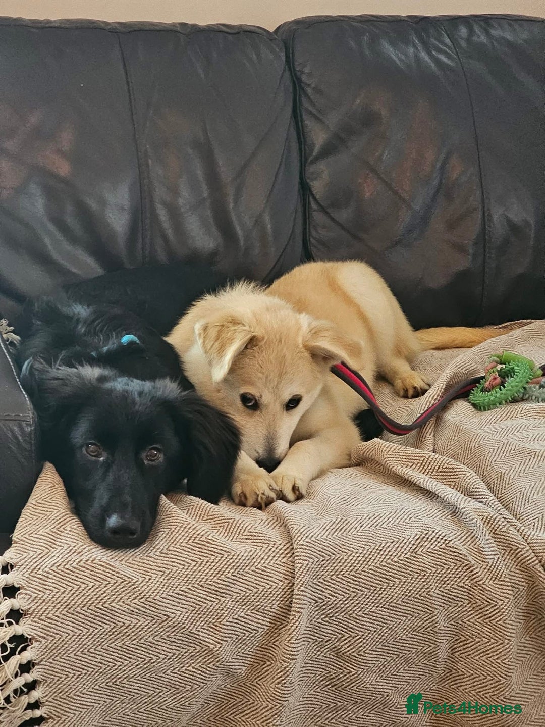 Mixed Breed dogs for adoption: Wren - Costessey Norwich  - Advert 8