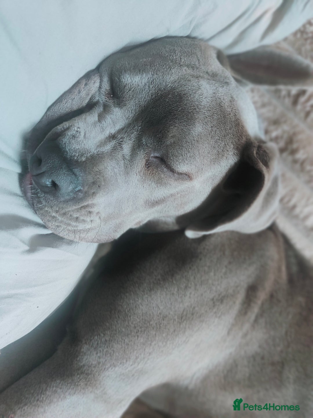Mixed Breed dogs for sale: 9 month old BFG mastiff cross Reeko 🥰 - Image 8