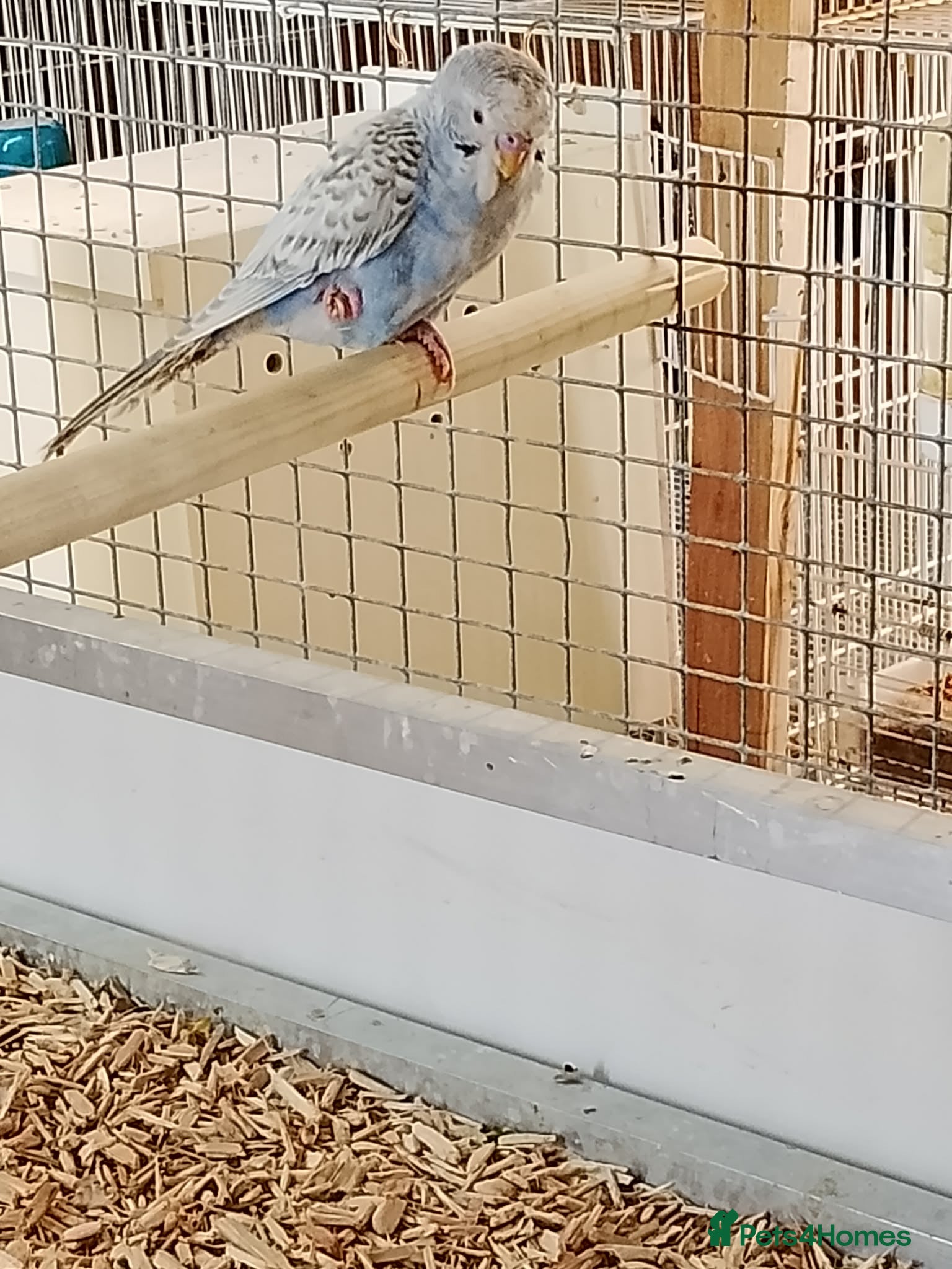 Budgerigars birds Dun fallow split black face split blackwing male  - Advert 5
