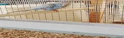 Budgerigars birds for sale: Dun fallow split black face split blackwing male  - Advert 1