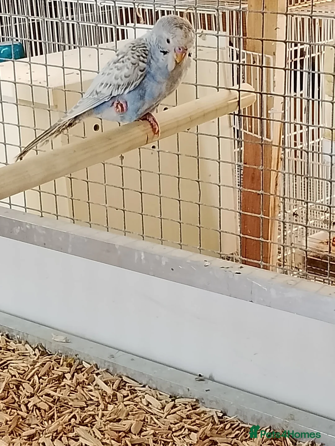 Budgerigars birds for sale: Dun fallow split black face split blackwing male  - Advert 1