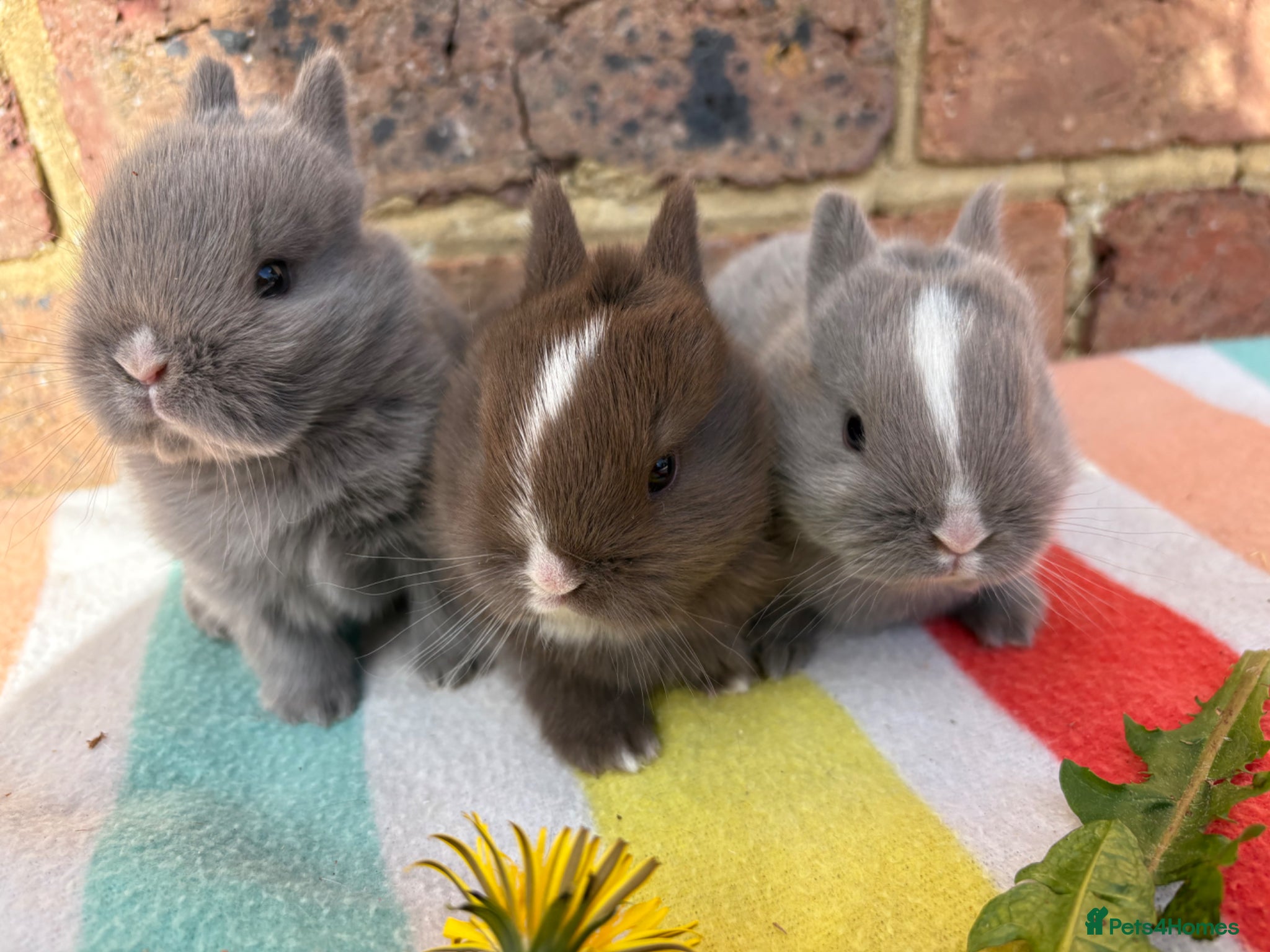 Netherland Dwarf rabbits Sweet Chocolate and blue Netherland Dwarf bunnies - Advert 5