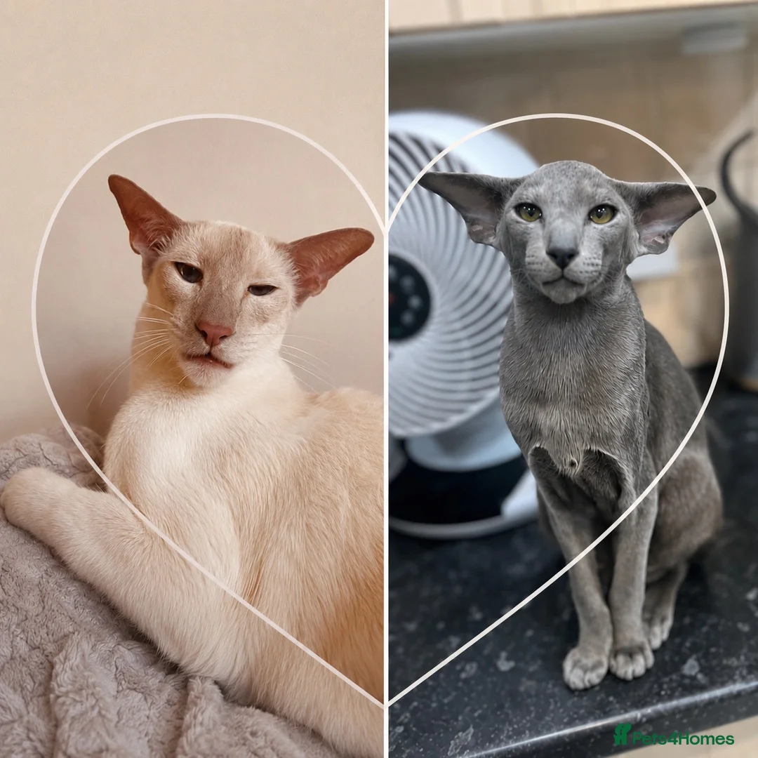 Siamese cats for sale: 🩵Lovely Siamese boys  - Advert 2
