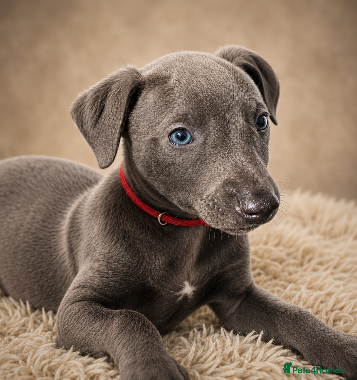 Whippet dogs KC registered Laguna lines Whippet Puppies  - Advert 4