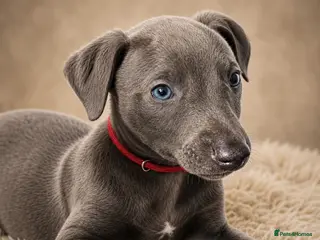 Whippet dogs KC registered Laguna lines Whippet Puppies - Advert 2