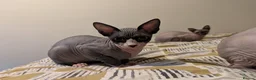 Sphynx cats for sale: *PEDIGREE SPHYNX* TICA REGISTERED *DNA HCM4 CLEAR* - Advert 26