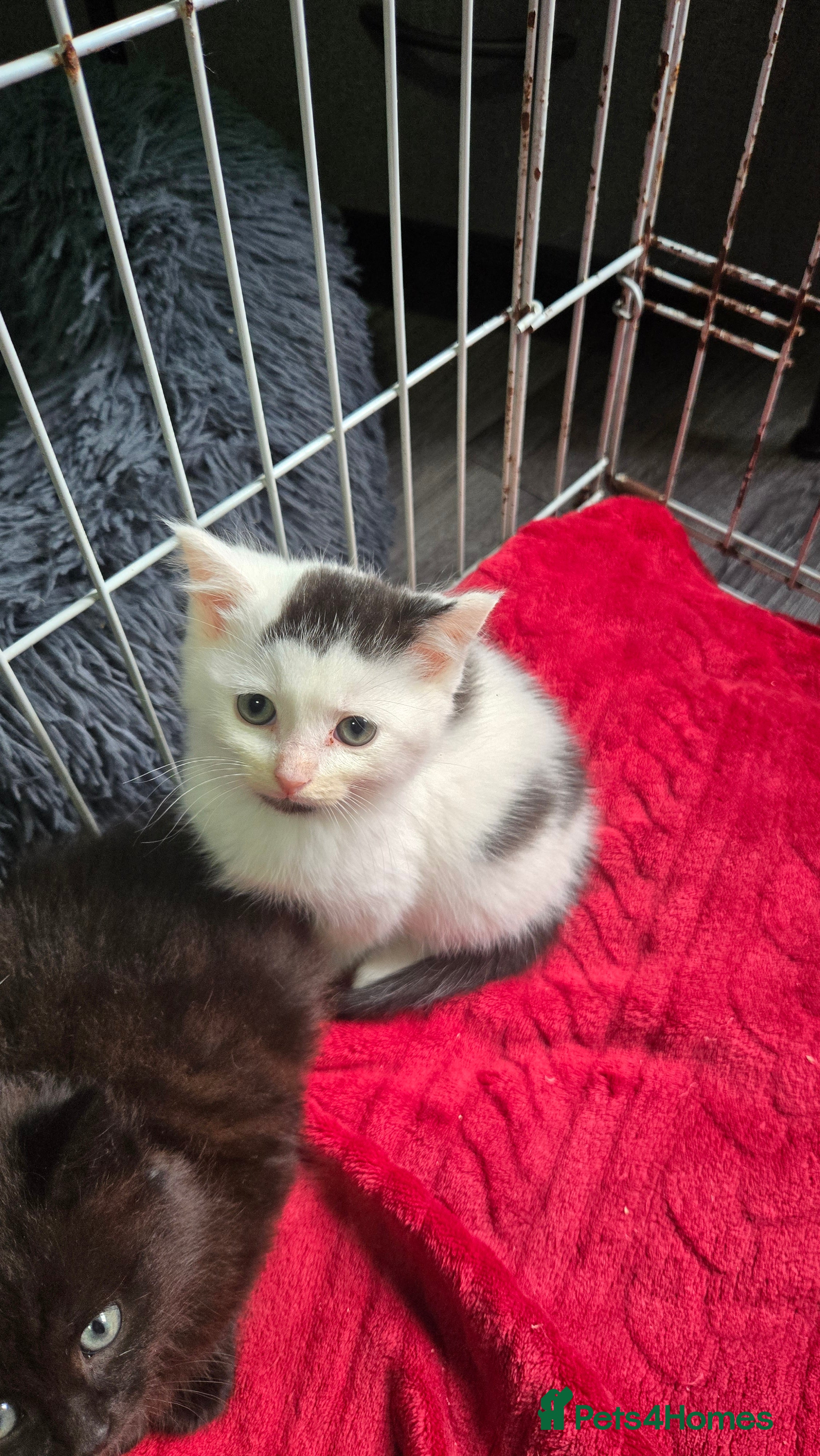 Mixed Breed cats Black/white male  - Advert 1