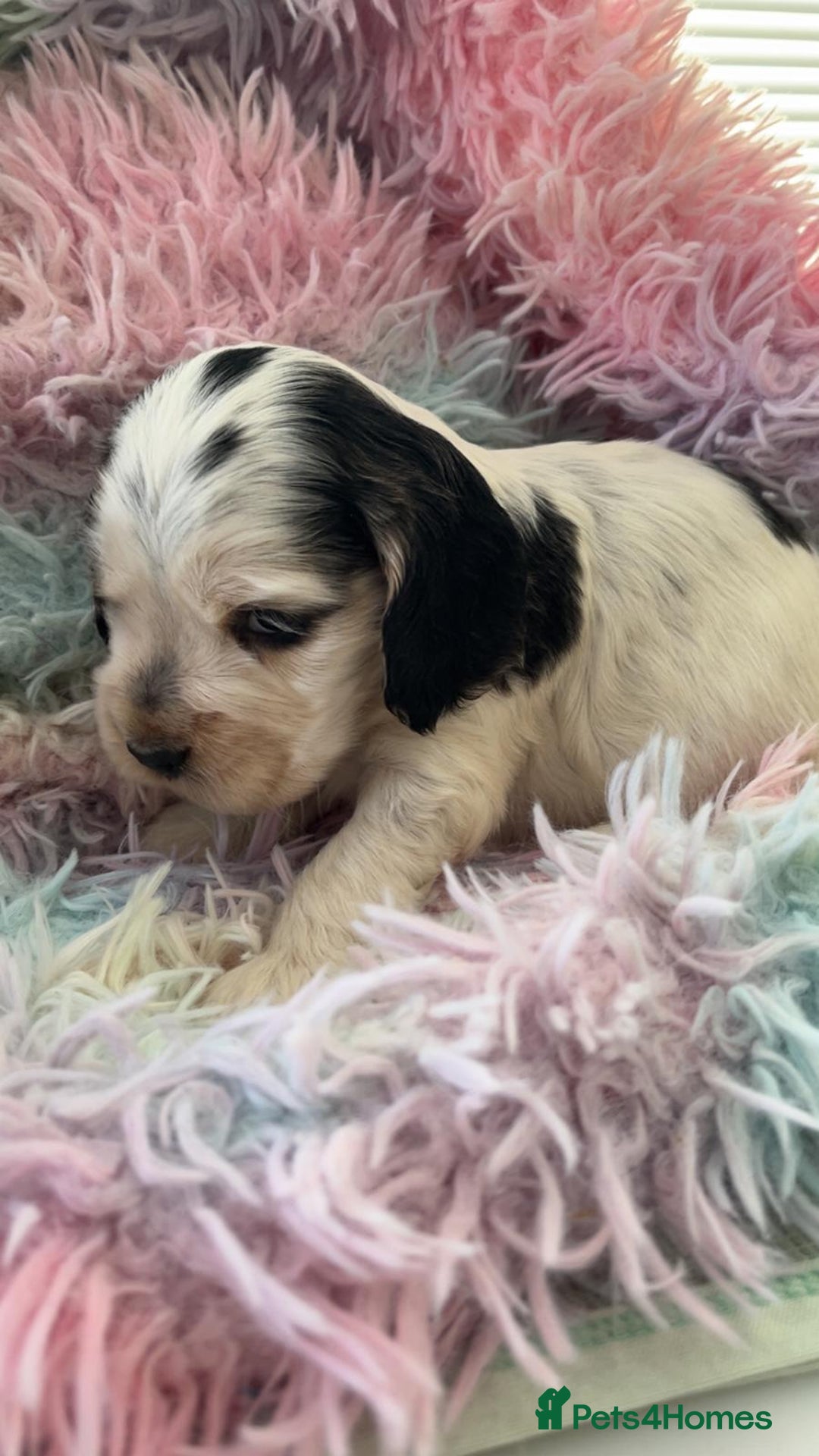 Cocker Spaniel dogs for sale: Champion Bloodlines KC Reg Show Cocker Spaniels - Advert 18