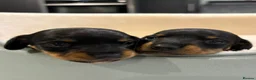 Miniature Dachshund dogs for sale: Exceptional pedigree miniature dachshund puppies  - Advert 1