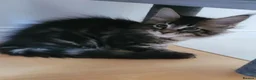 Maine Coon cats for sale: Tica registered maine coon kittens  - Advert 10