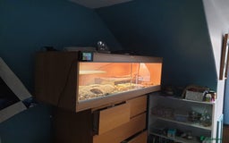 Bearded Dragon reptiles for sale: Bearded Dragon - Image 2