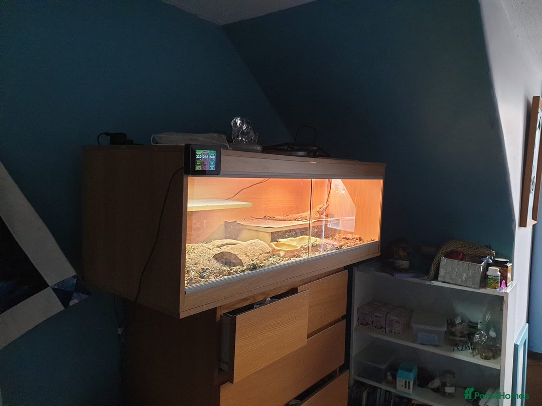 Bearded Dragon reptiles for sale: Bearded Dragon - Image 2