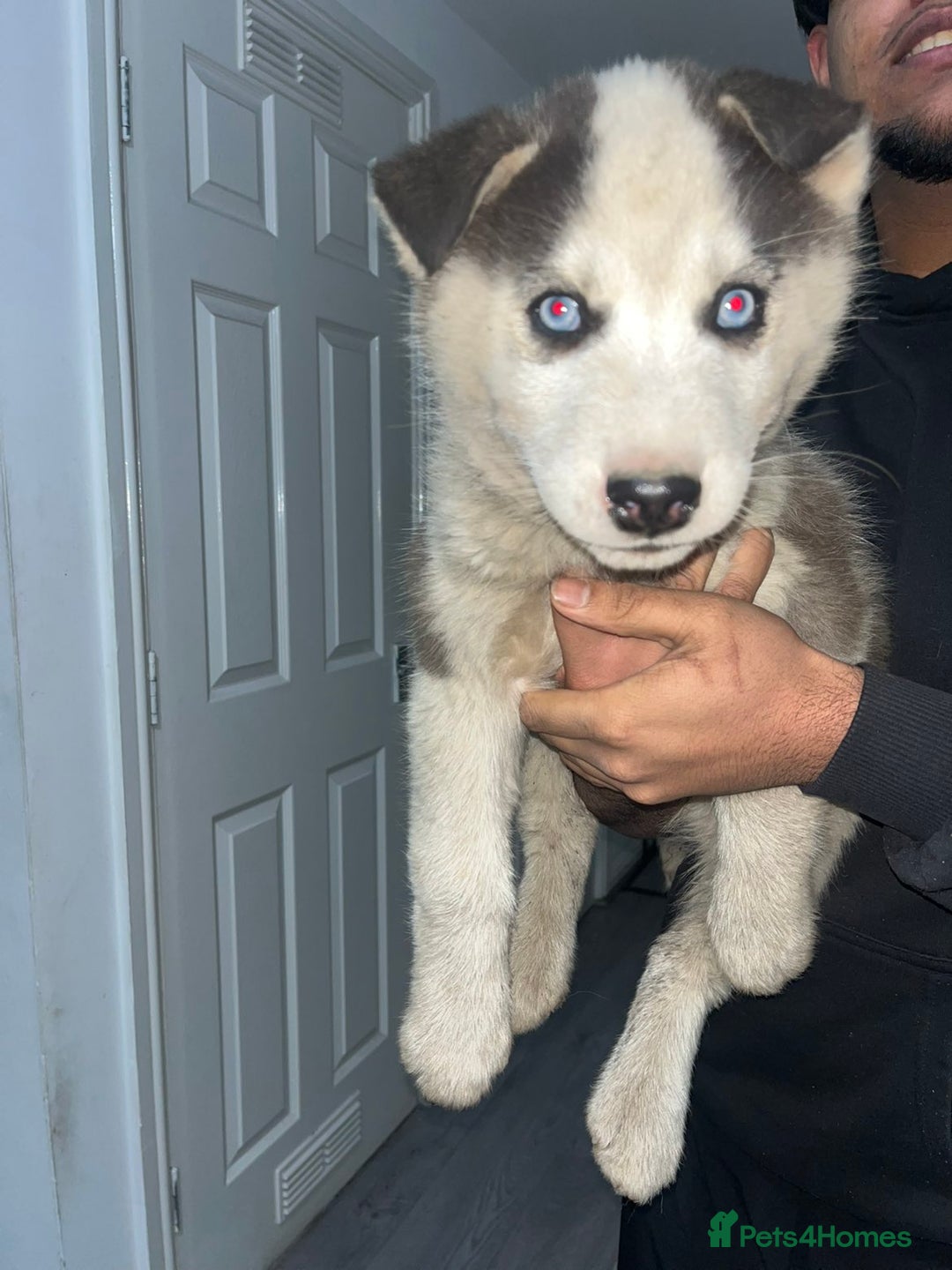 Siberian Husky dogs for sale: Husky puppy's  - Advert 5