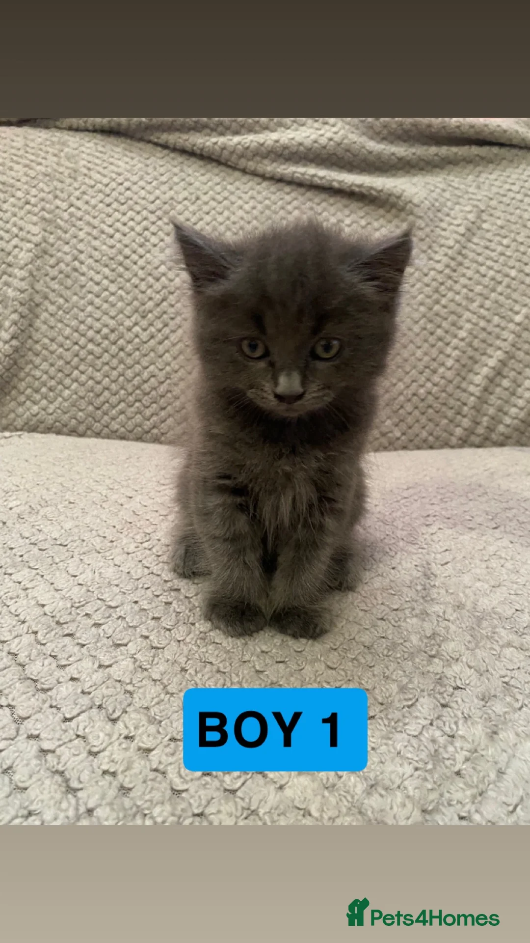 Mixed Breed cats for sale: Three mixed/part ragdoll kittens - Advert 2