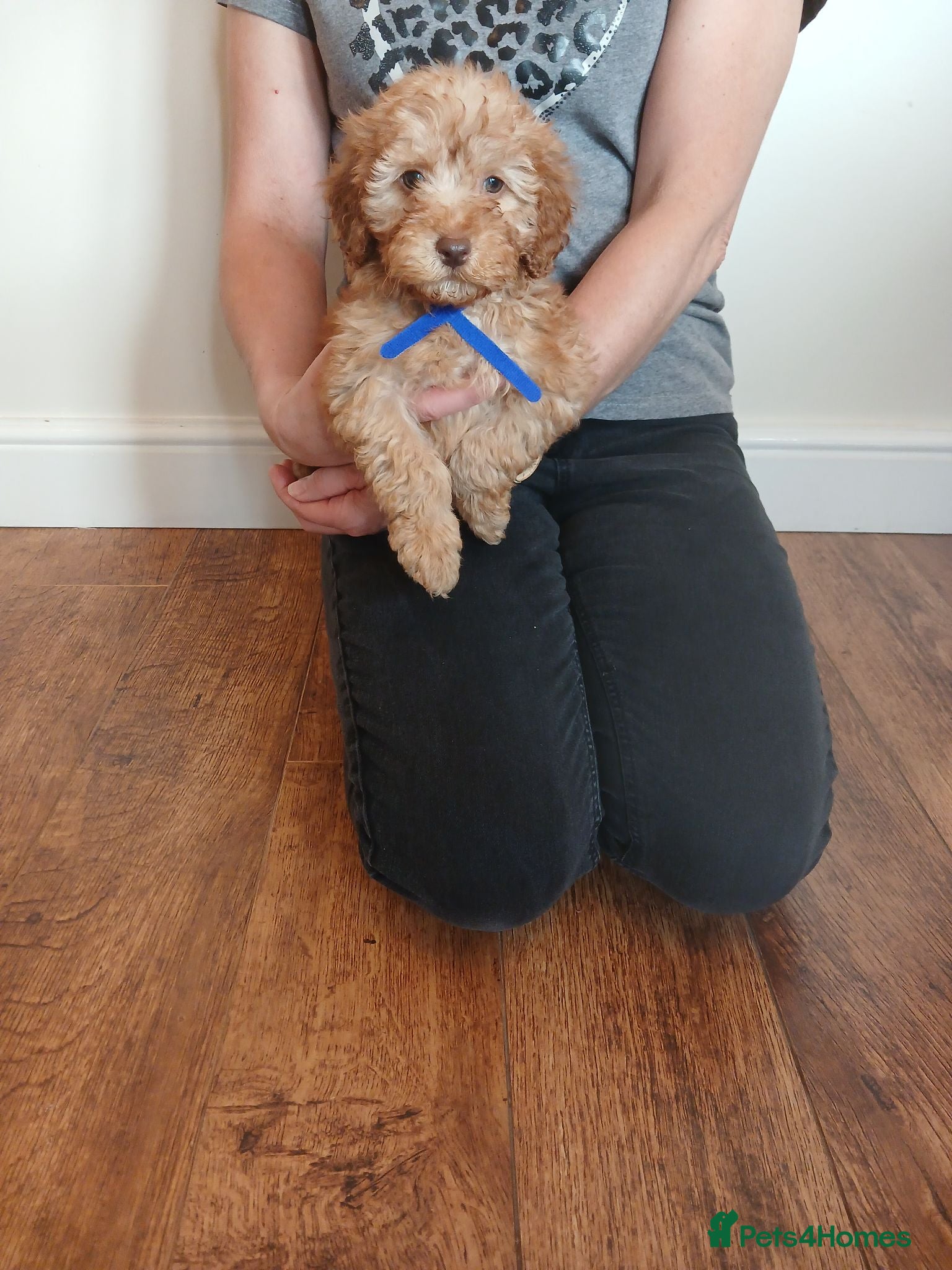 Cockapoo dogs Cockapoo puppies  - Advert 2