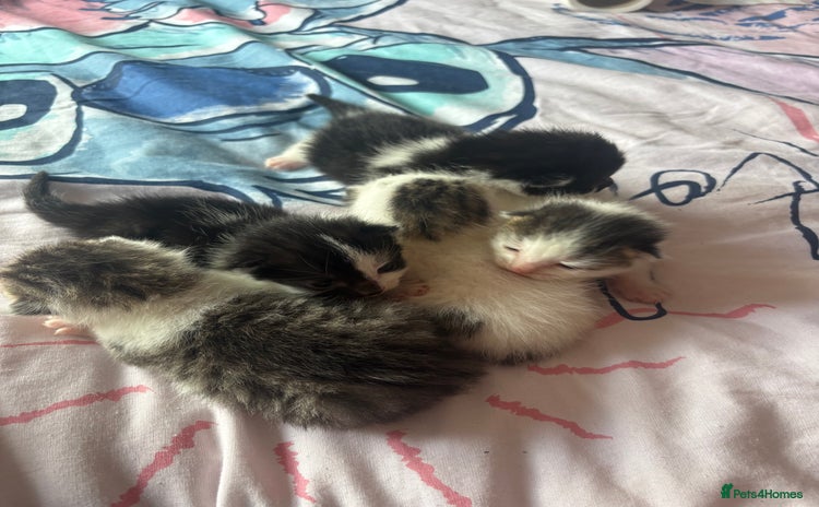 Mixed Breed cats - Advert 1