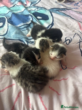 Mixed Breed cats - Advert 17