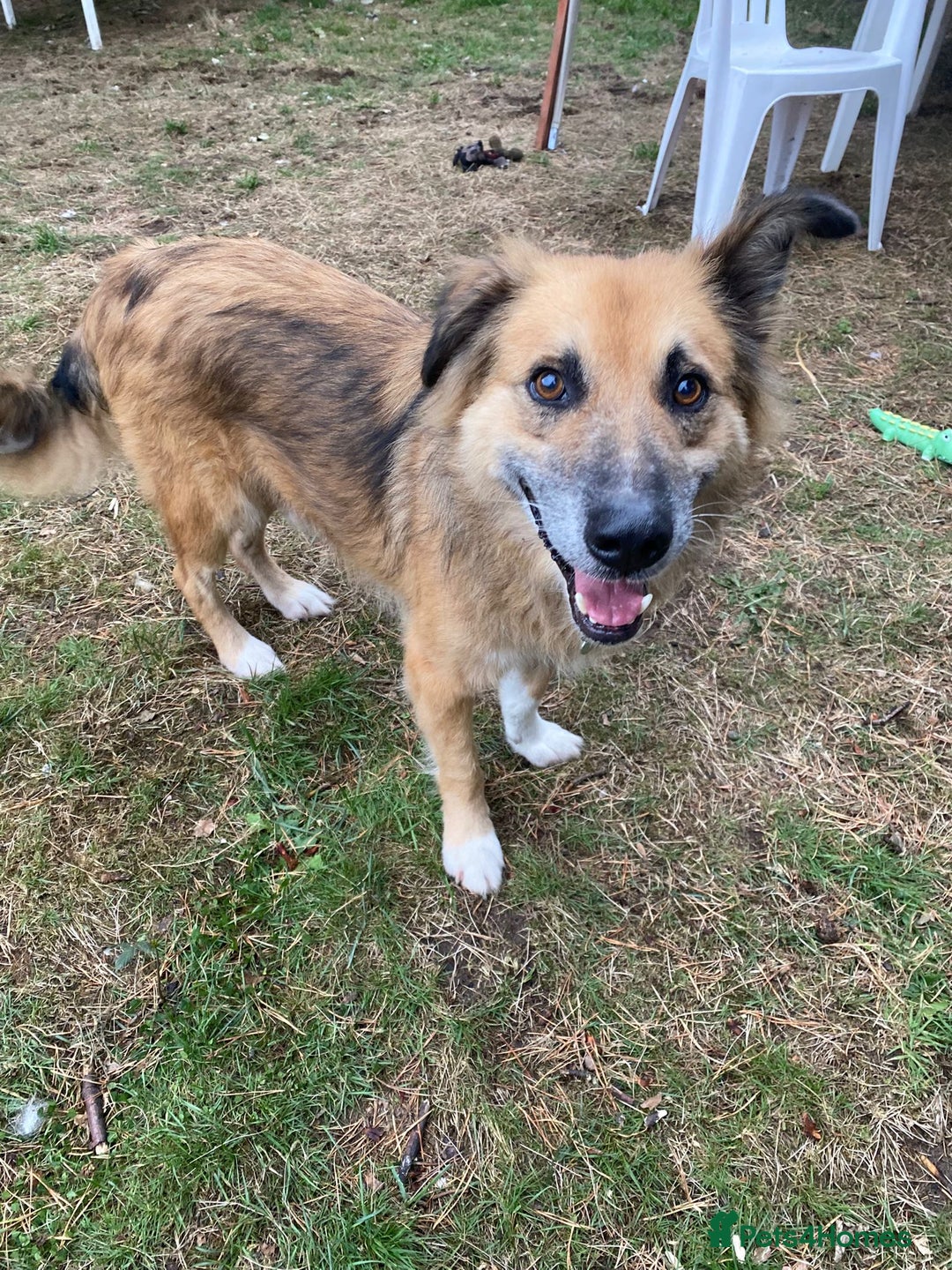 Mixed Breed dogs for adoption: Meet BENNY - a Lovely Boy for a Loving Home - Image 1