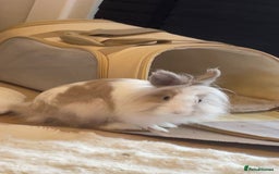 Mixed Breed rabbits for sale: 2 adult Mini lops X lion heads  - Image 6