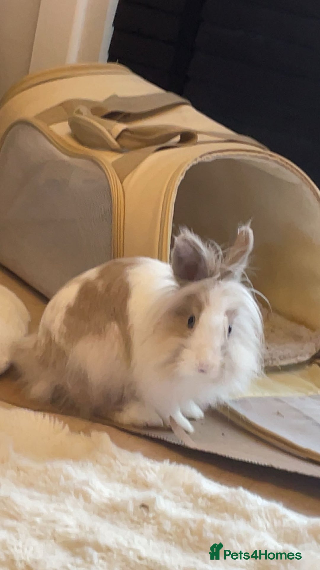 Mixed Breed rabbits for sale: 2 adult Mini lops X lion heads  - Image 6